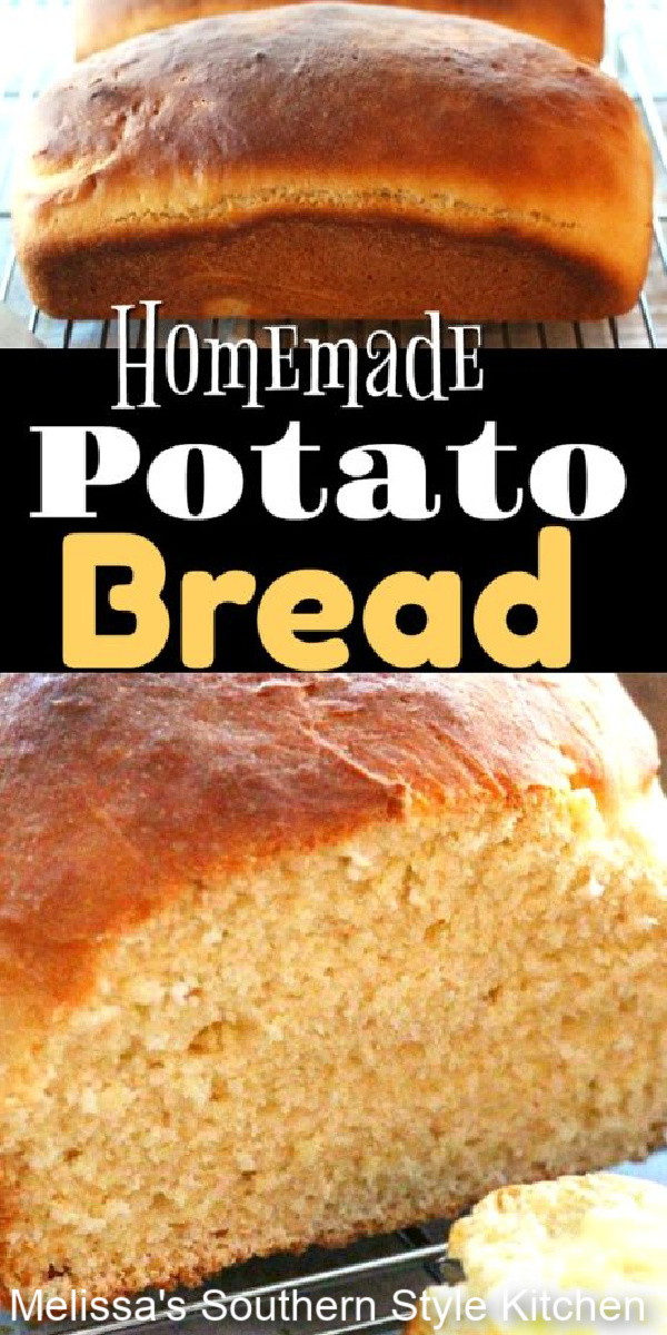 Treat the family to Homemade Potato Bread for sandwiches, toast, or warm slathered with butter as a side dish #potatobread #breadrecipes #homemadebread #southernrecipes #potaorecipes #sandwiches #breads